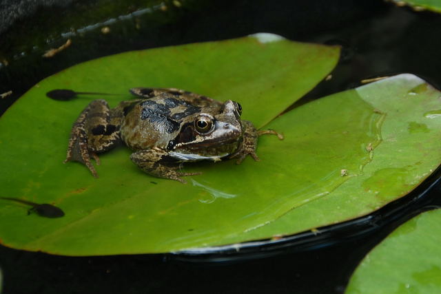 Frog and tadpoles on a lilly leaf.