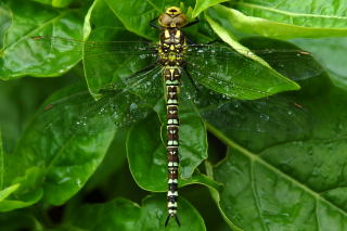 dragon fly