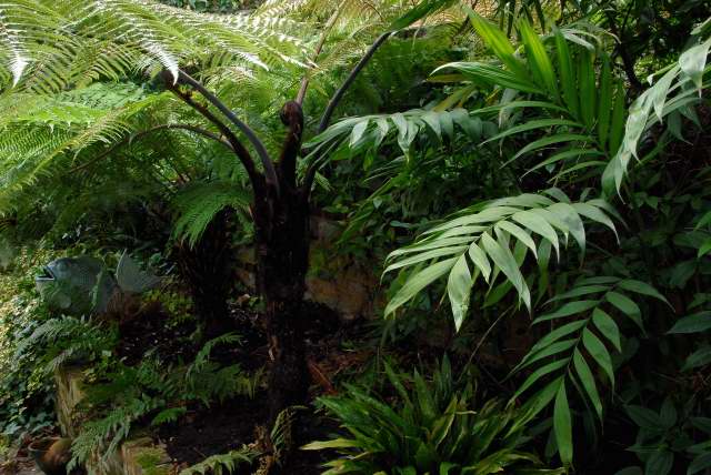 Tree ferns provide winter interest in the shade.