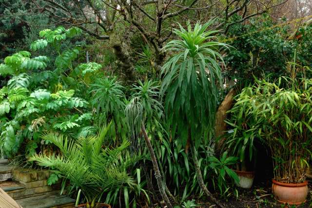 Exotic garden plants used for winter interest.