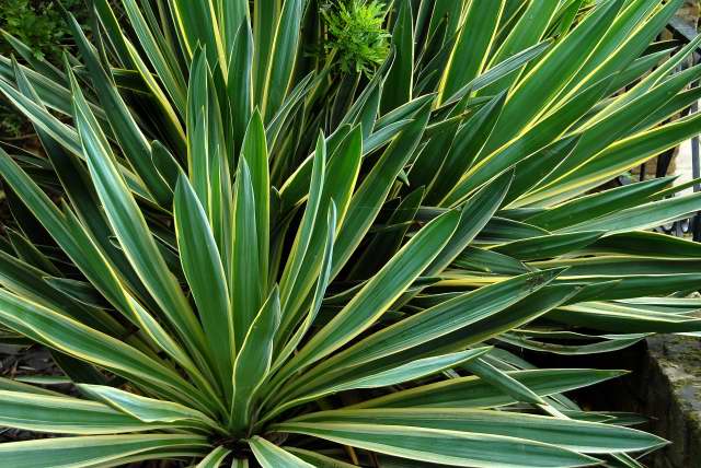Yucca aloifolia 'Variegata Yucca aloifolia 'Variegata