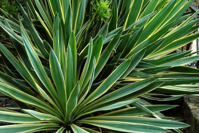 Yucca aloifolia 'Variegata