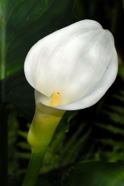 Zantedeshia aethiopica 'Crowborough'